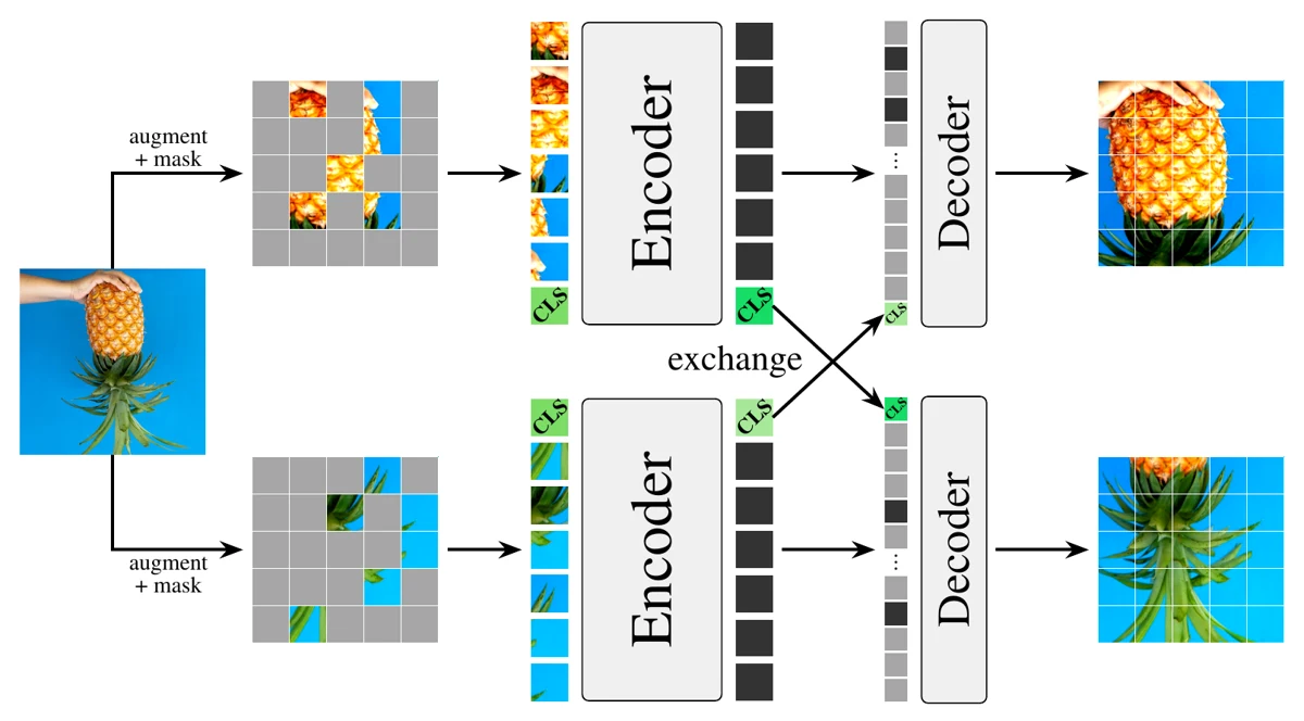 Diagram: an image of a pineapple is augmented and masked two ways. Each view is encoded separately, the two encoders' CLS tokens are exchanged, and each decoder reconstructs its own view's masked patches.